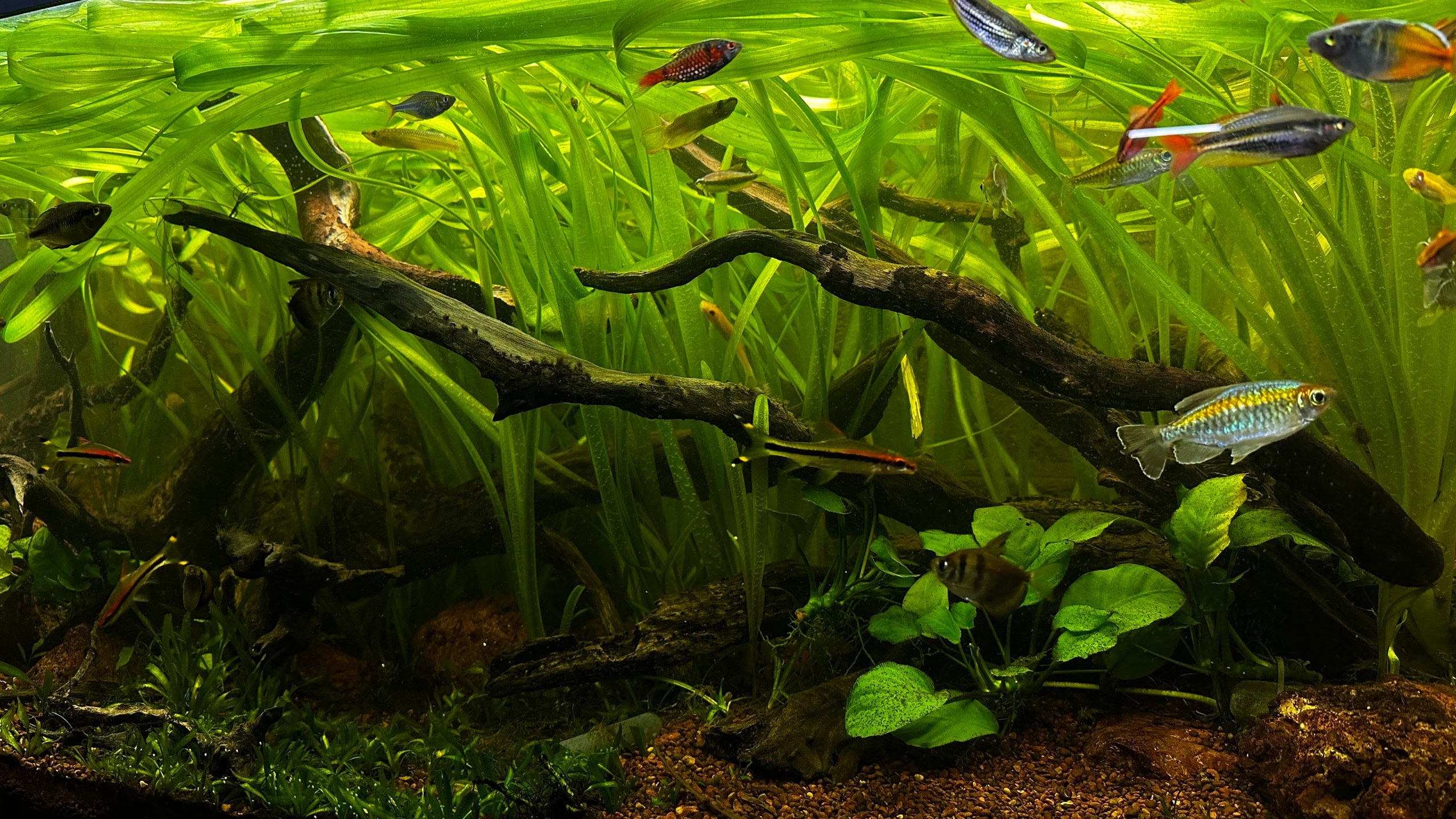 Aquarium Work