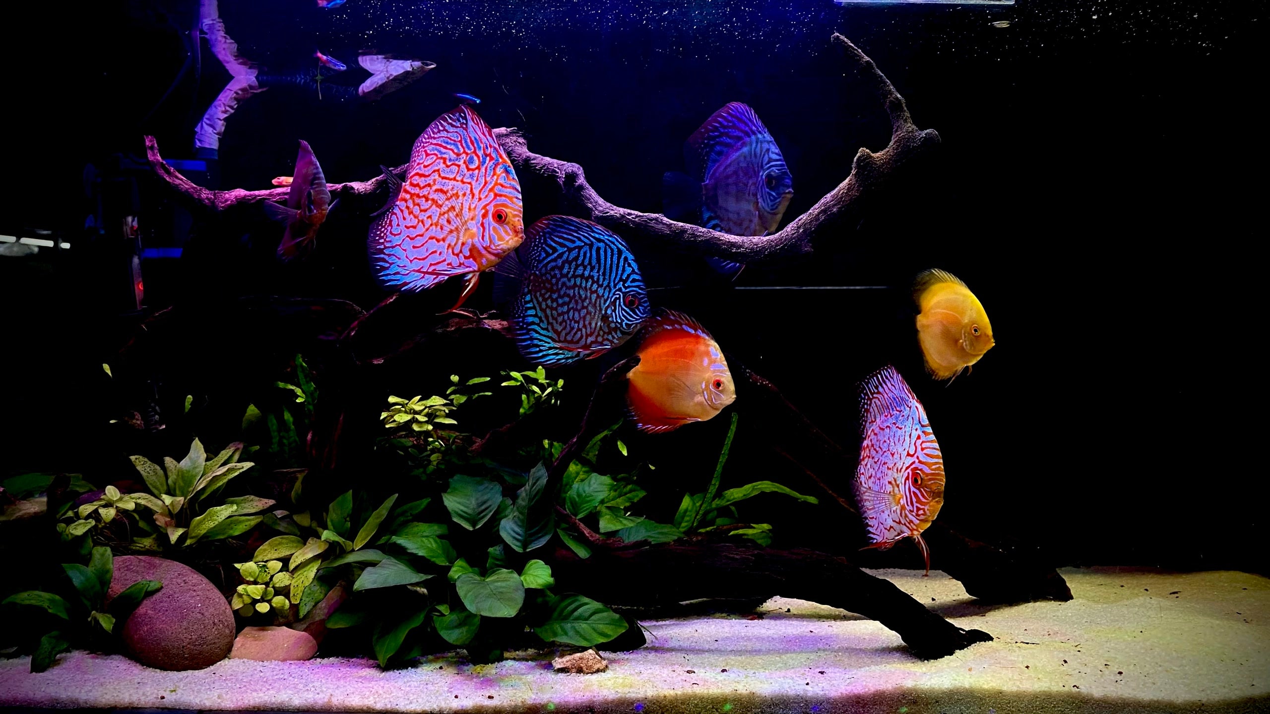 Aquarium Work