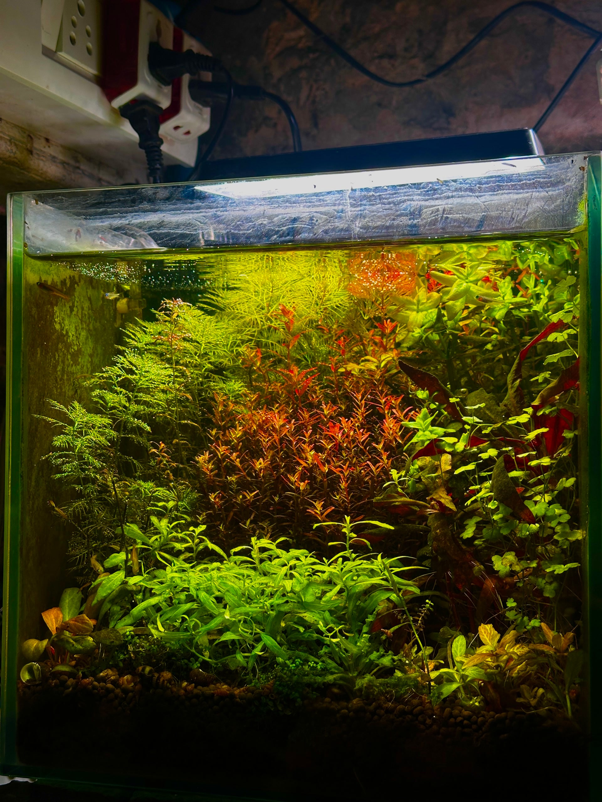 Aquarium Work