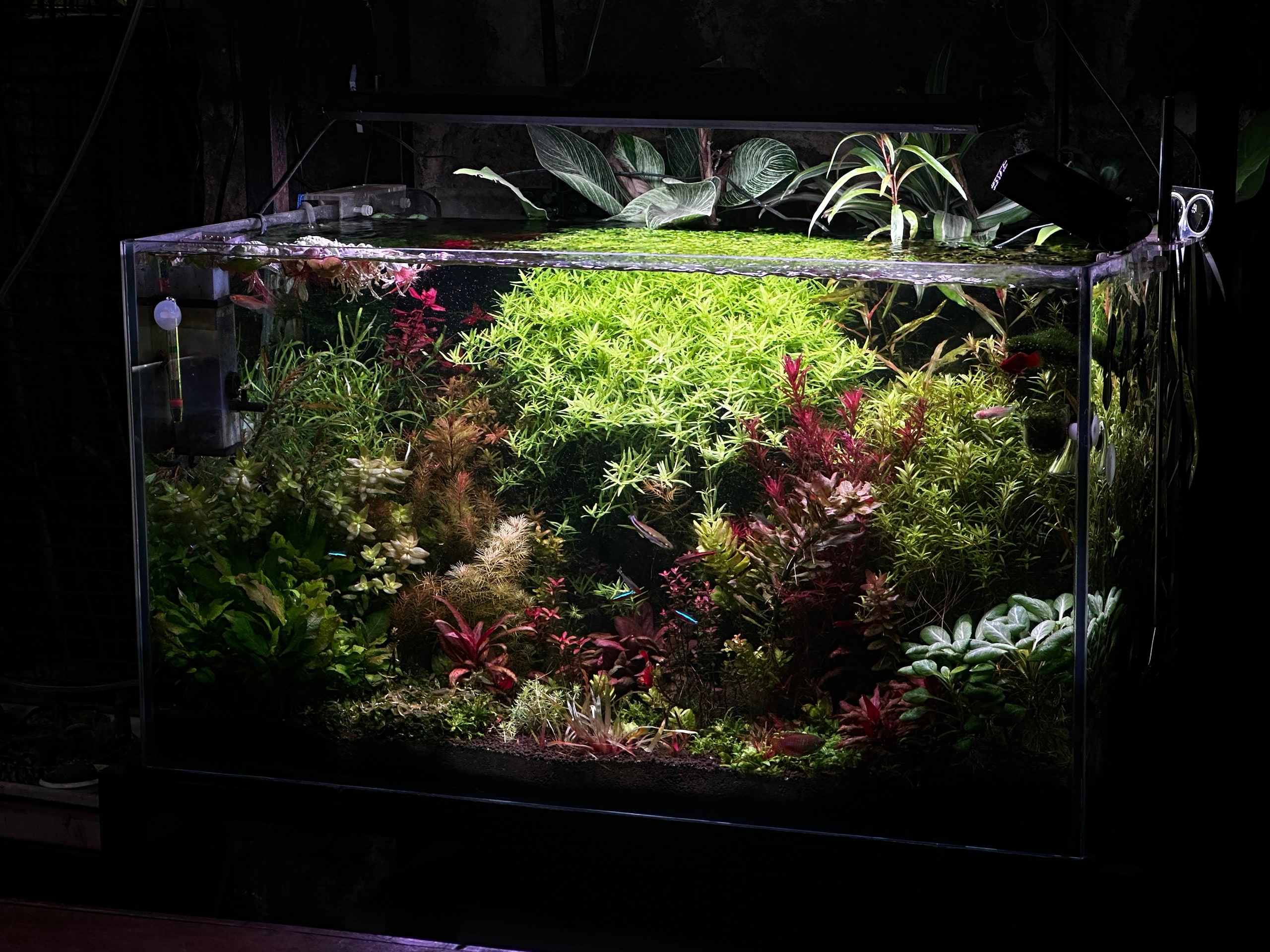 Aquarium Work