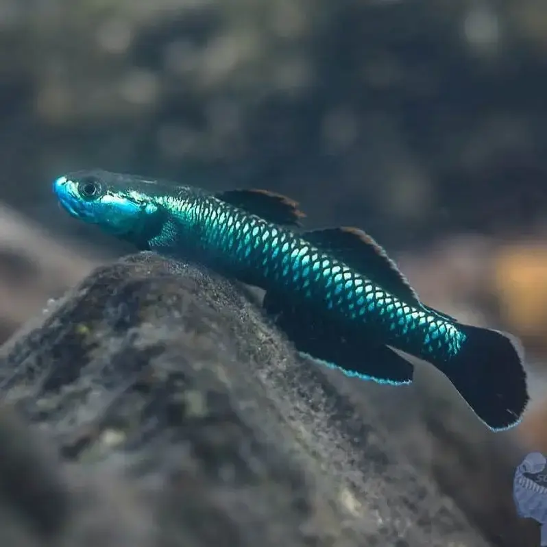 Neon goby