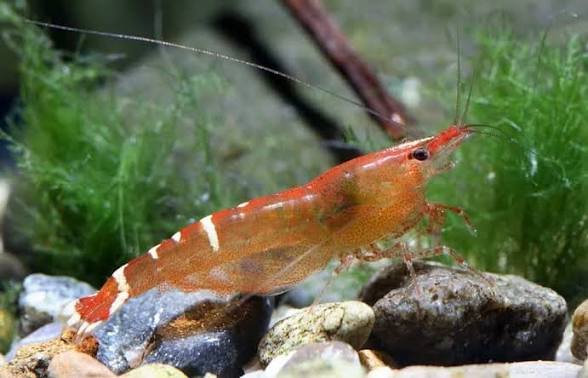 Rainbow shrimp